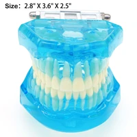 dental standard 11 tooth model orthodontic model for patient demonstration teeth model m7001