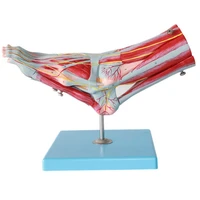 human body natural large foot anatomical model 9 parts with 52 digital signs foot muscles ligaments teaching display