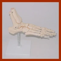human skeleton teaching model foot joint function model