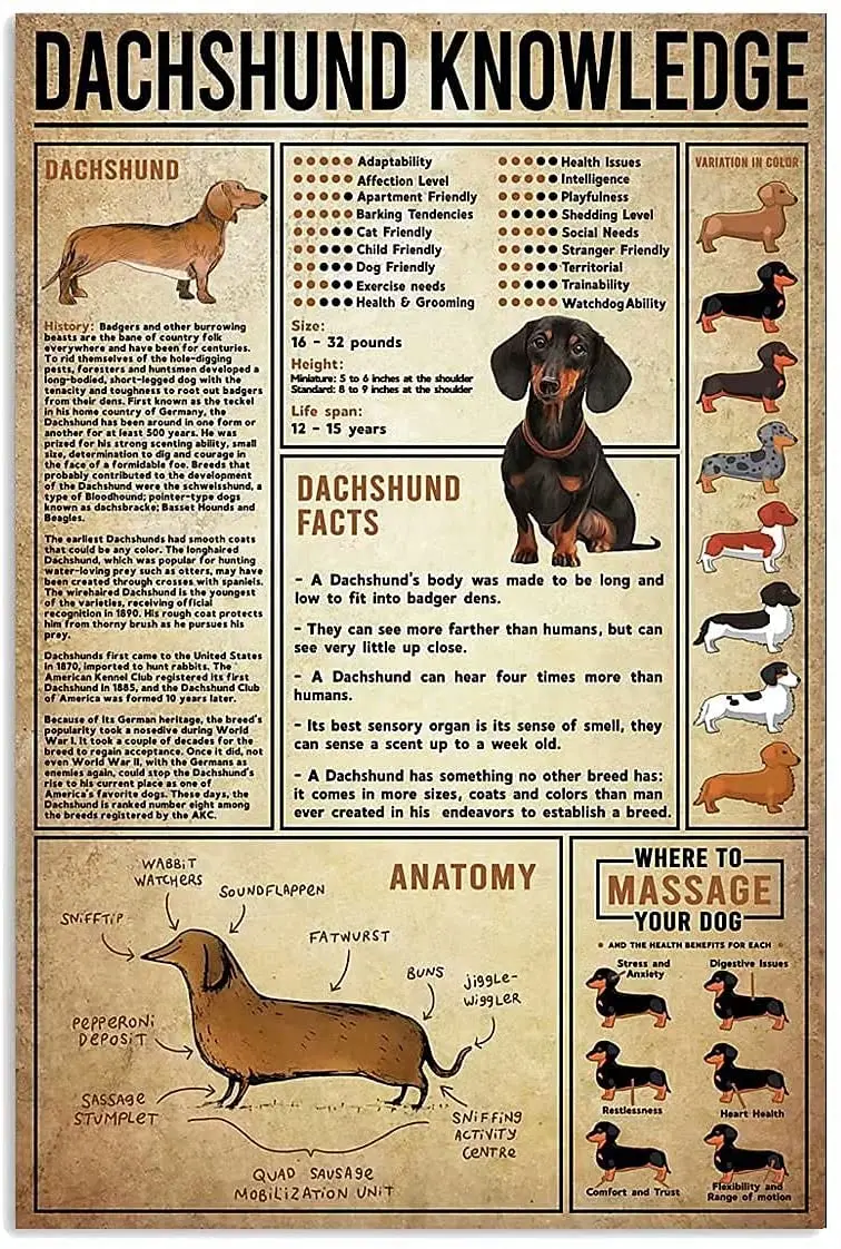 

Dachshund Knowledge Metal Sign Animal Education Planing Infographics Tin Poster Plaque for Farm Bar Cafe Wall 12x16 Inches