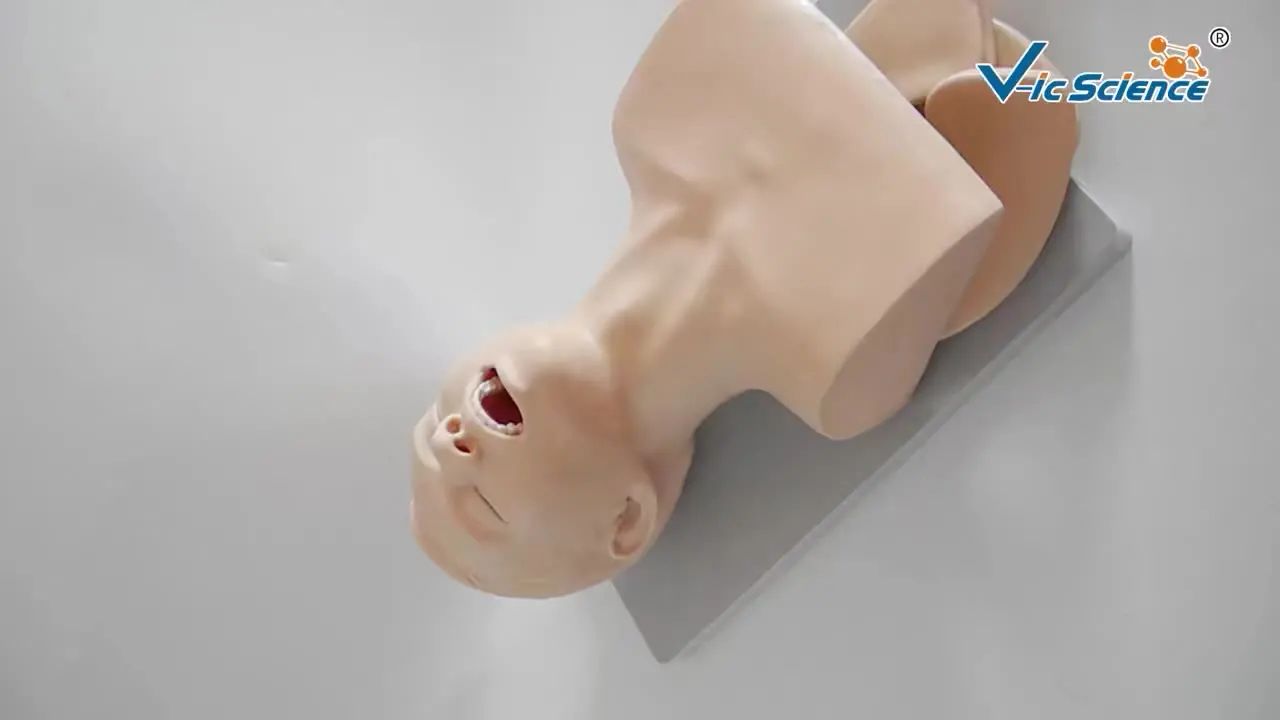 

CPR Manikin Training Model in Medical Science Human Trachea Intubation Model for Nurse Training