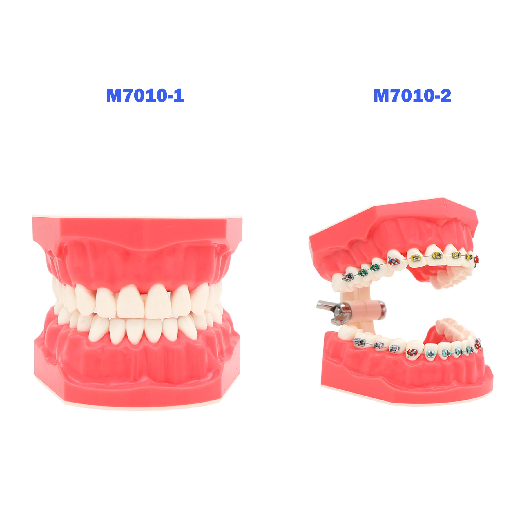 

New Dental Typodont Orthodontic Teeth Model With Metal Braces Standard Size For Dentistry Teaching Studying