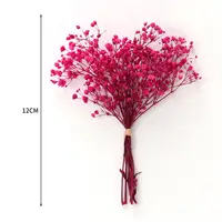 Гипсофилы#4