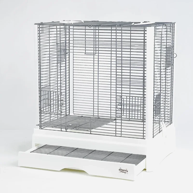 Попугай Paloma