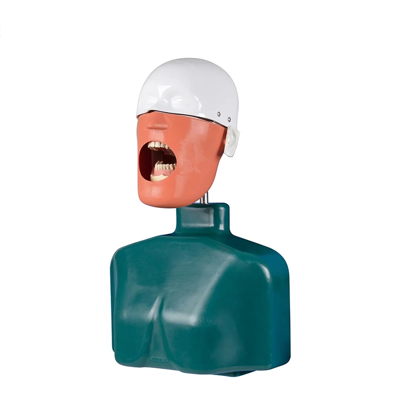 

Dental Instrument practice Simulated teaching model dental phantom phantom head