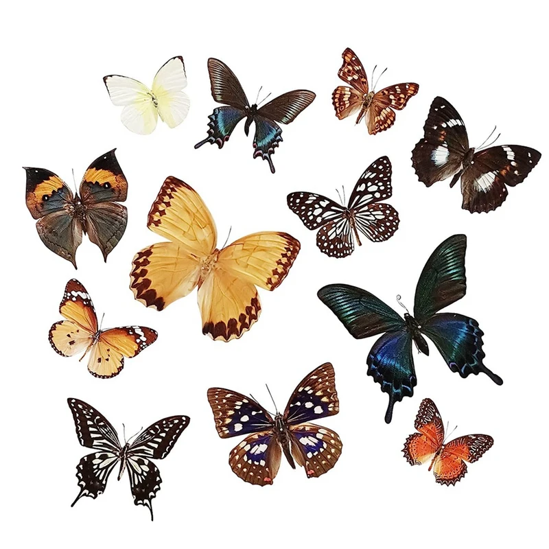 

12Pcs Taxidermy Butterfly, Unmounted Butterfly Specimen, Exquisite Butterfly Taxidermy, Collection Of Real Butterflies