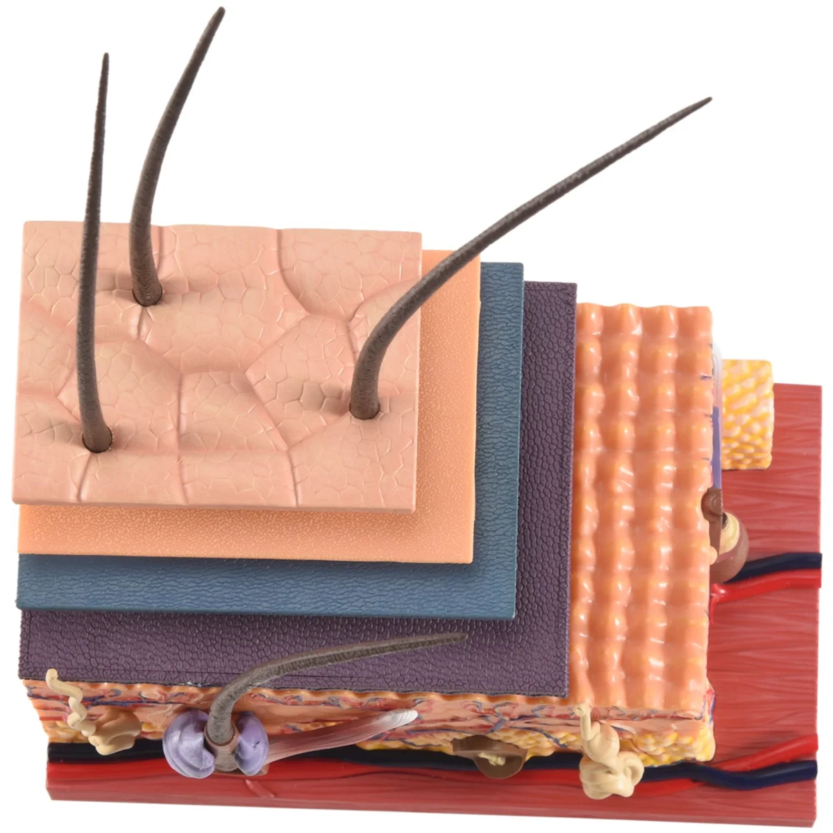 4D модель человеческой кожи органы волос сборка головоломки обучающей модели