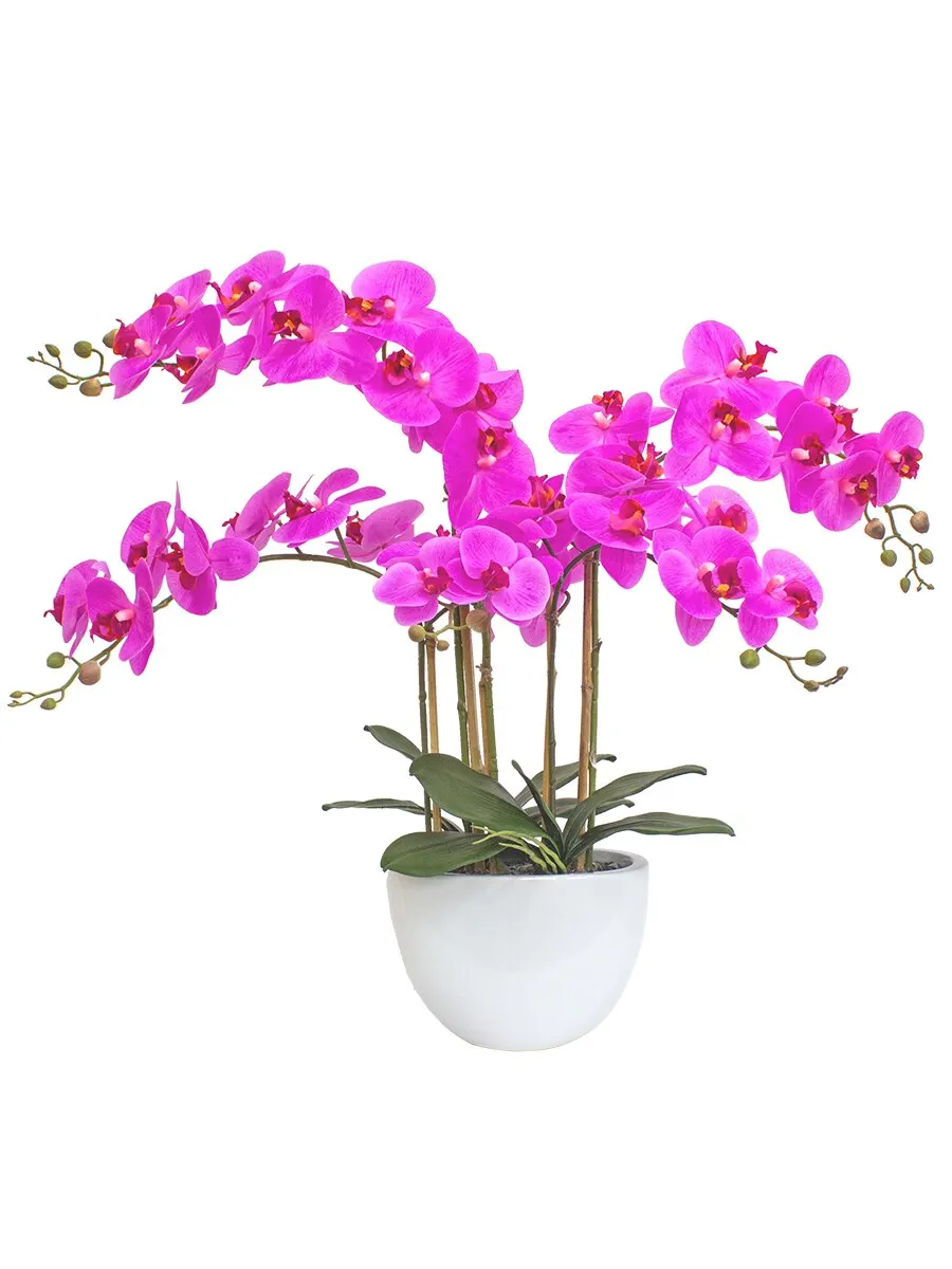 Орск Купить Цветок В Горшке Омск