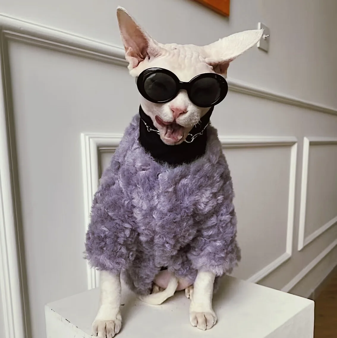 Утепленное плюшевое пальто Devon Rex свитер с котом костюм одежда сфинкса пуловер