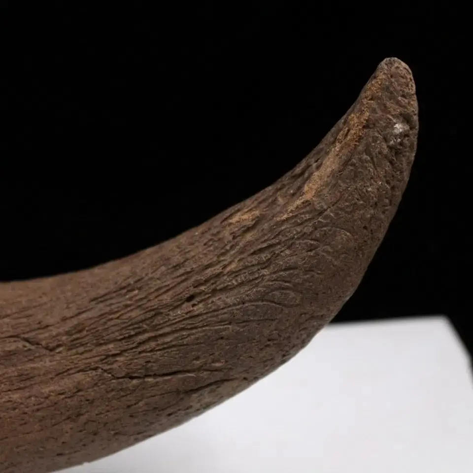 Ice Age Animal Ox Horn Fossil Bison Horn Fossil Protolith Animal Bone Fossil Paleontological Fossil Specimen