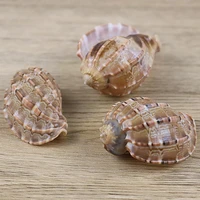 natural carambola snail conch home office fishtank ornaments souvenir decorations gift conch collection sea shells 8 10cm g7u5