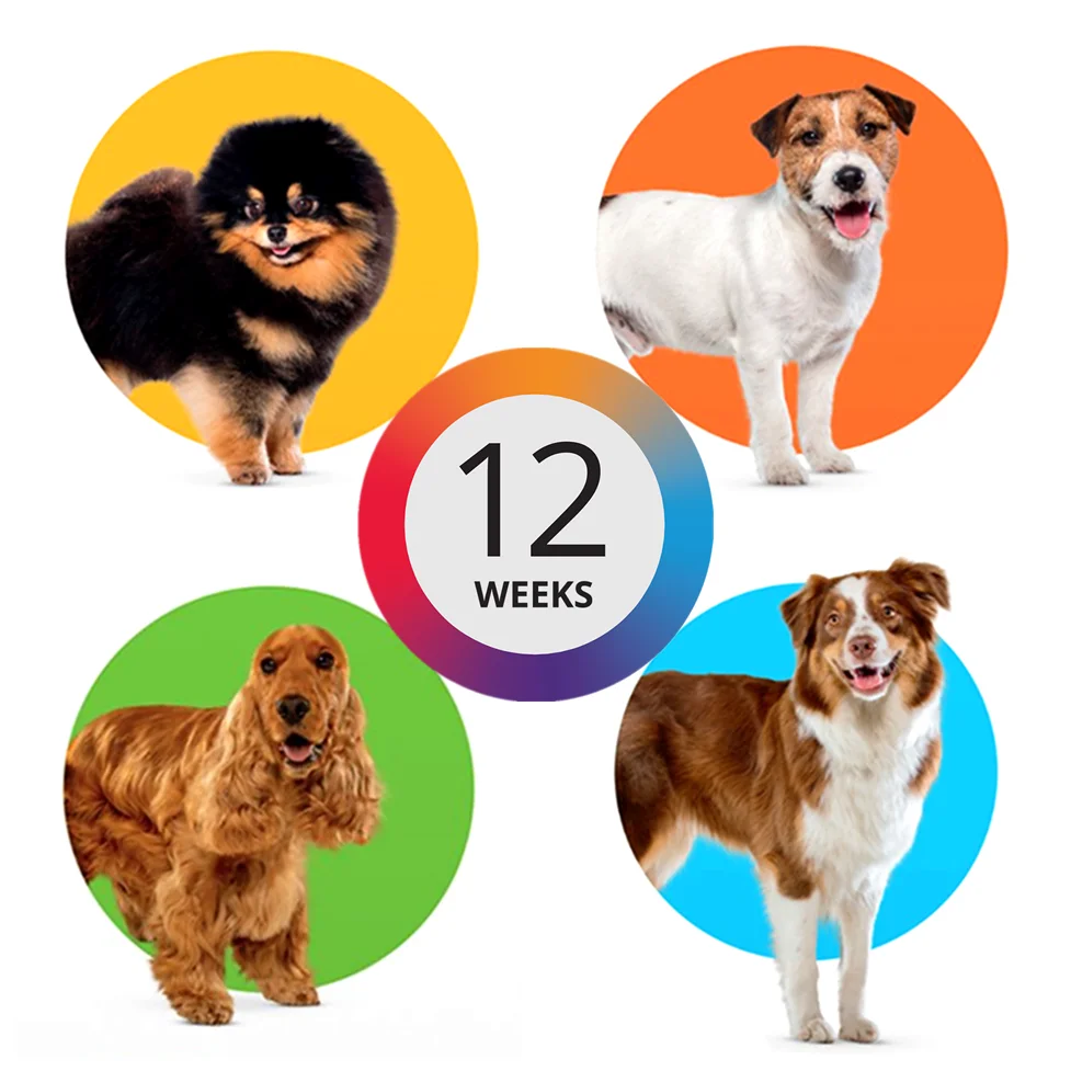 

Keep Flea and Tick Away 12 Weeks For Dog Pet