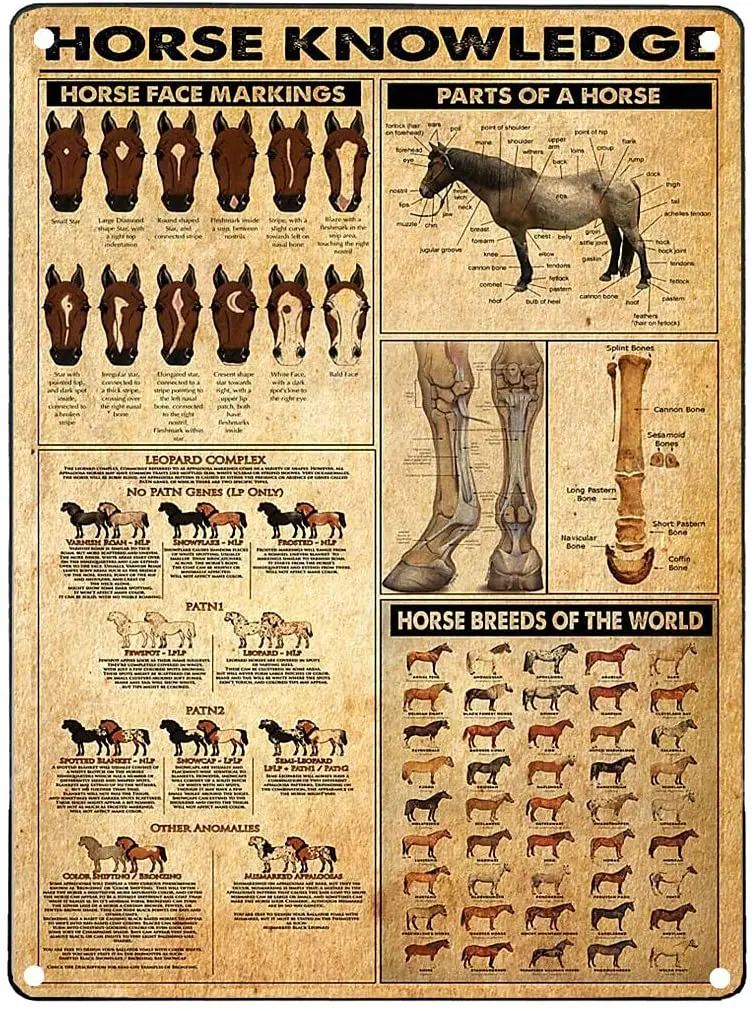 

Vintage Tin Signs Vintage Metal Signs for Bathroom Horse Knowledge 1 Coffee Wall Sign 12x8 in Ches