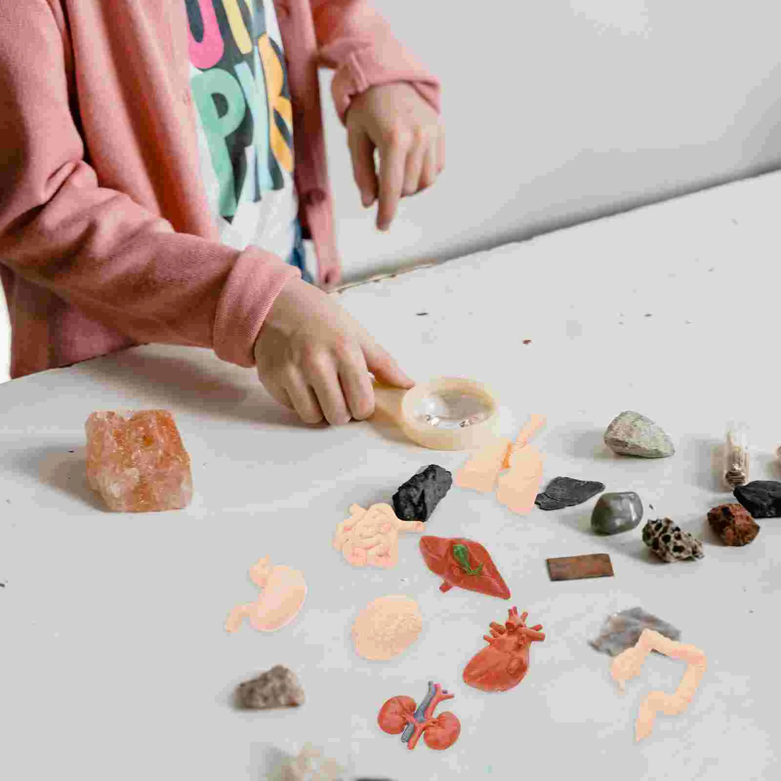 

Модель человеческого органа, 8 шт., манекен, искусственный декор, обучение искусственному телу, желудок из ПВХ, студент