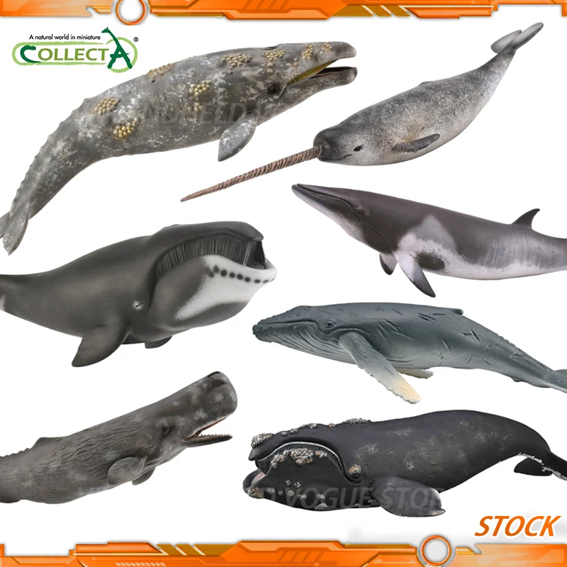

In Stock Britain Collecta Modern marine cetaceans Model Toy 22cm grey whale blue whale sperm whale killer whale humpback