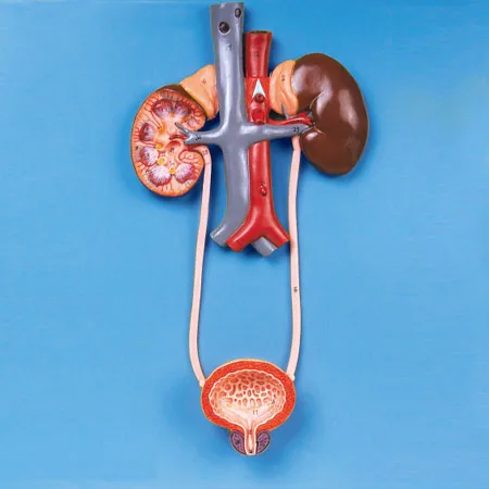 Мочевая система, анатомическая модель, искусственная кожа почек, уретера, пузыря