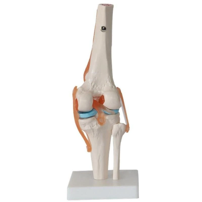 

Модель тела, модель человеческого коленного сустава, анатомическая модель гибкого скелета с функциональными связками и базовыми обучающим...