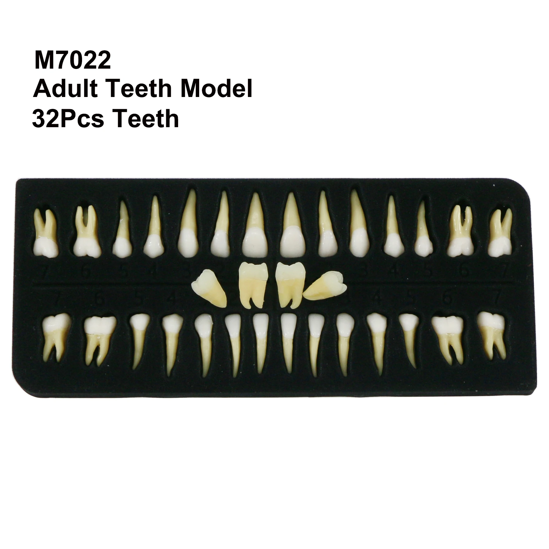 

32Pcs Upper And Lower Dental Natural Standard Normal Adult Permanent Teeth Model Demo M7022 For Demonstration Teach Study