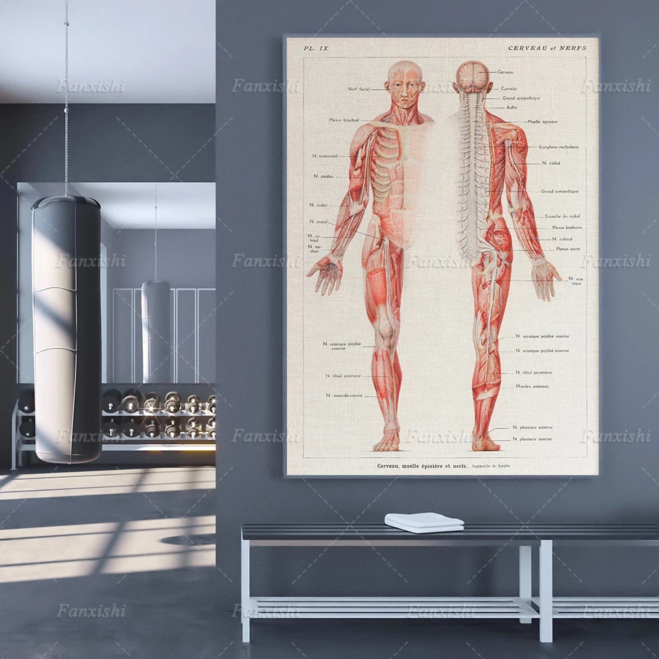 

Wall Art Hd Prints Human Anatomy Poster Home Decoration Nordic Canvas Painting Modular Vintage Pictures For Medical Student Gift