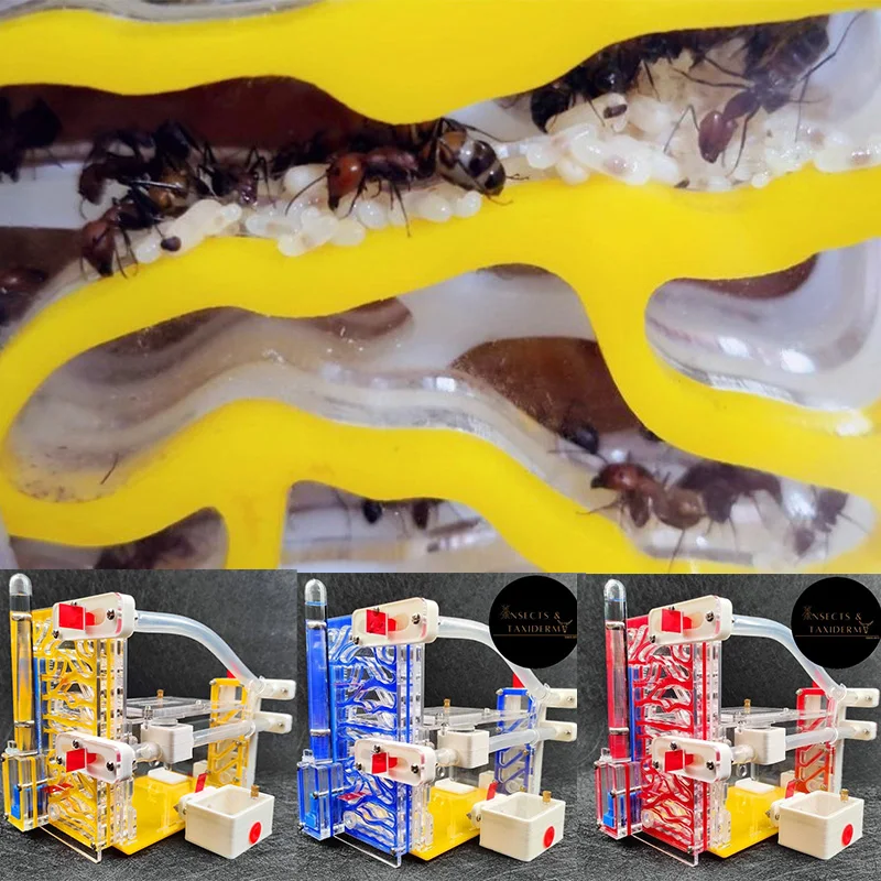 

Муравьиное гнездо, живые муравьи, смотровое обитание, Ранняя ферма с акриловой зоной кормления, гнездо для насекомых, домашний муравейник, мастерская, Подарочные игрушки для разведения