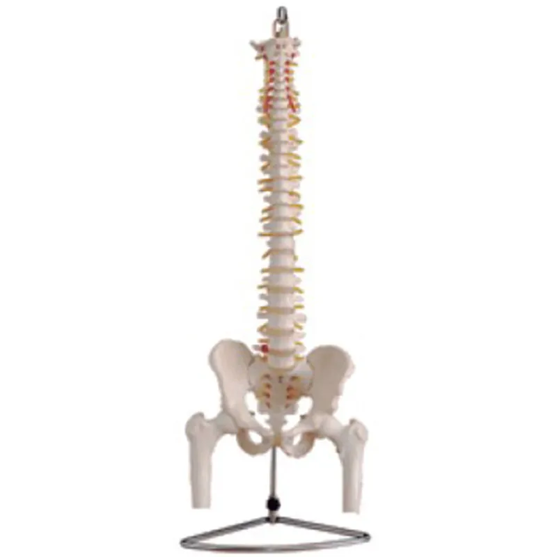 

Best Price Skeleton Training Vertebral Column Pelvis Leg Bone Model