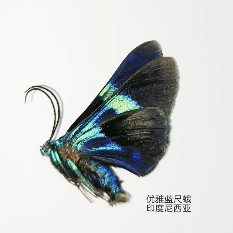 Образец настоящей мотыги Lepidoptera. настоящих насекомых. Обучение и исследование.