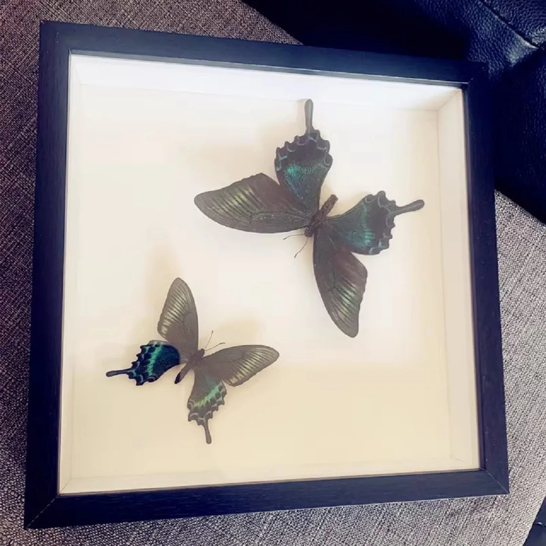 Рамка для демонстрации растений и насекомых трехмерная фоторамка коробка