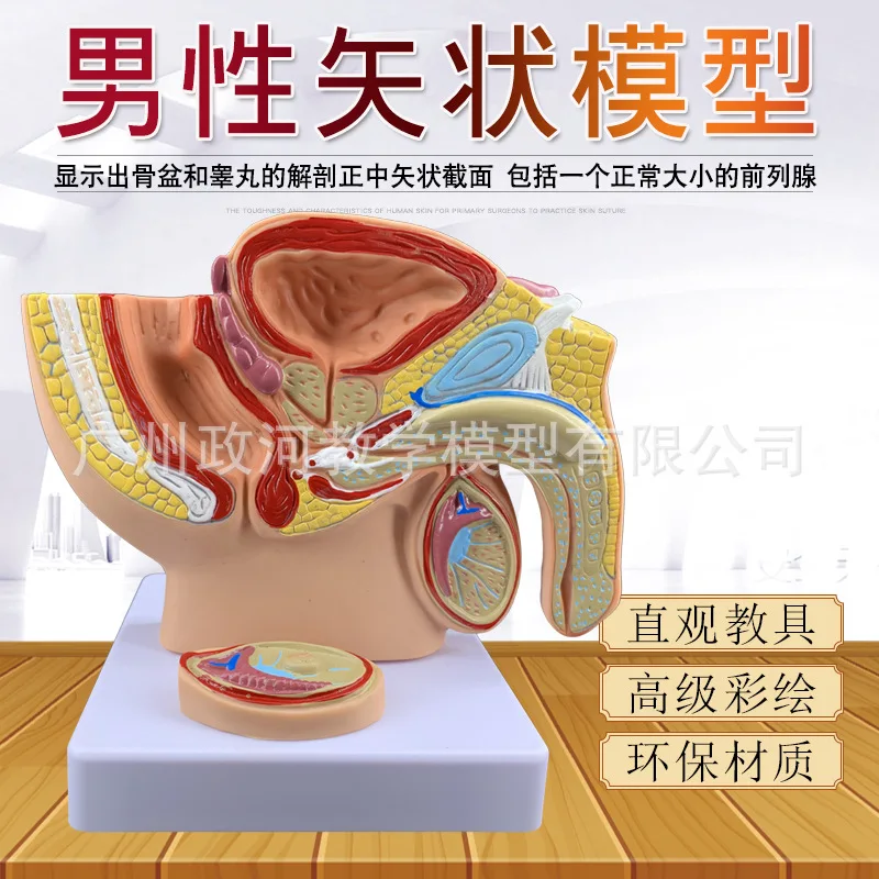 

Small Male Pelvic Midsagittal Anatomical Model Teaching Model Of Male Reproductive System Anatomy Medicine