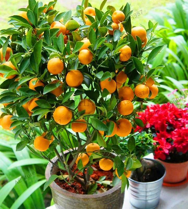

Семена фруктов, искусственные растения для использования на открытом воздухе в саду и дома, семена кумквата, неискусственные фрукты