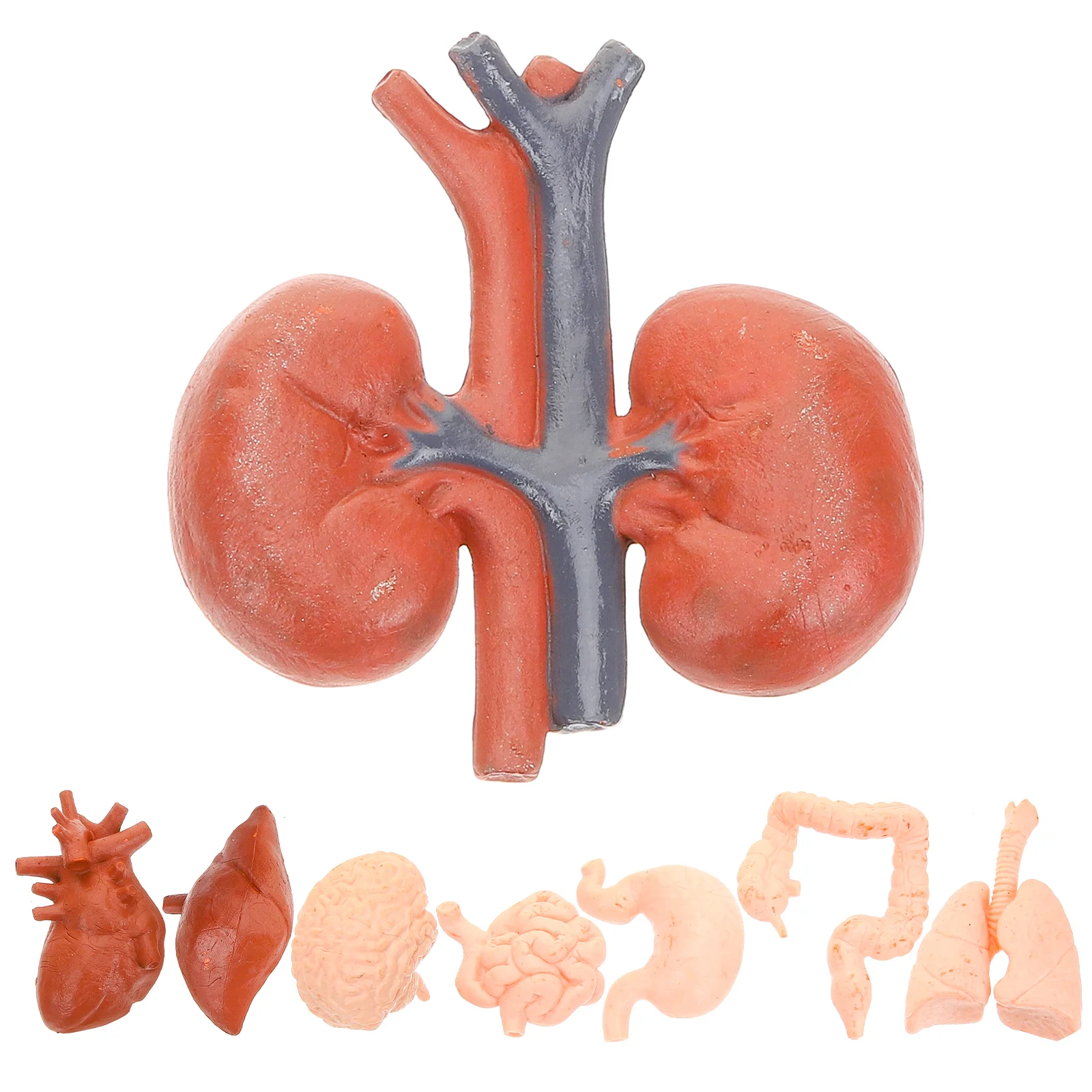 

8 Pcs Human Organ Model Mannequin Realistic Specimen Artificial Decor Simulation Pvc Child Props