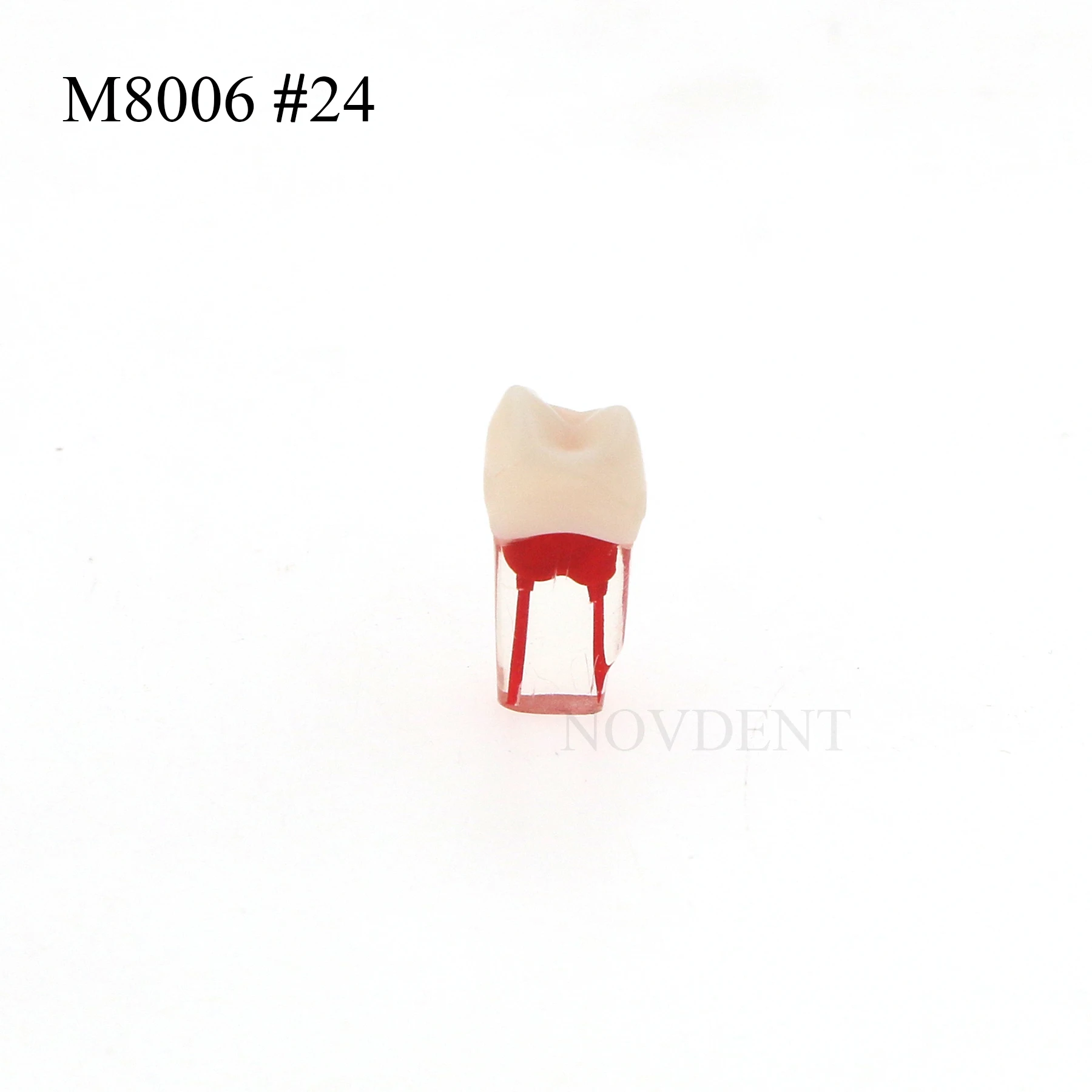 Модель корневых каналов зубов M8006 # 24 восстановления имплантатов для практики