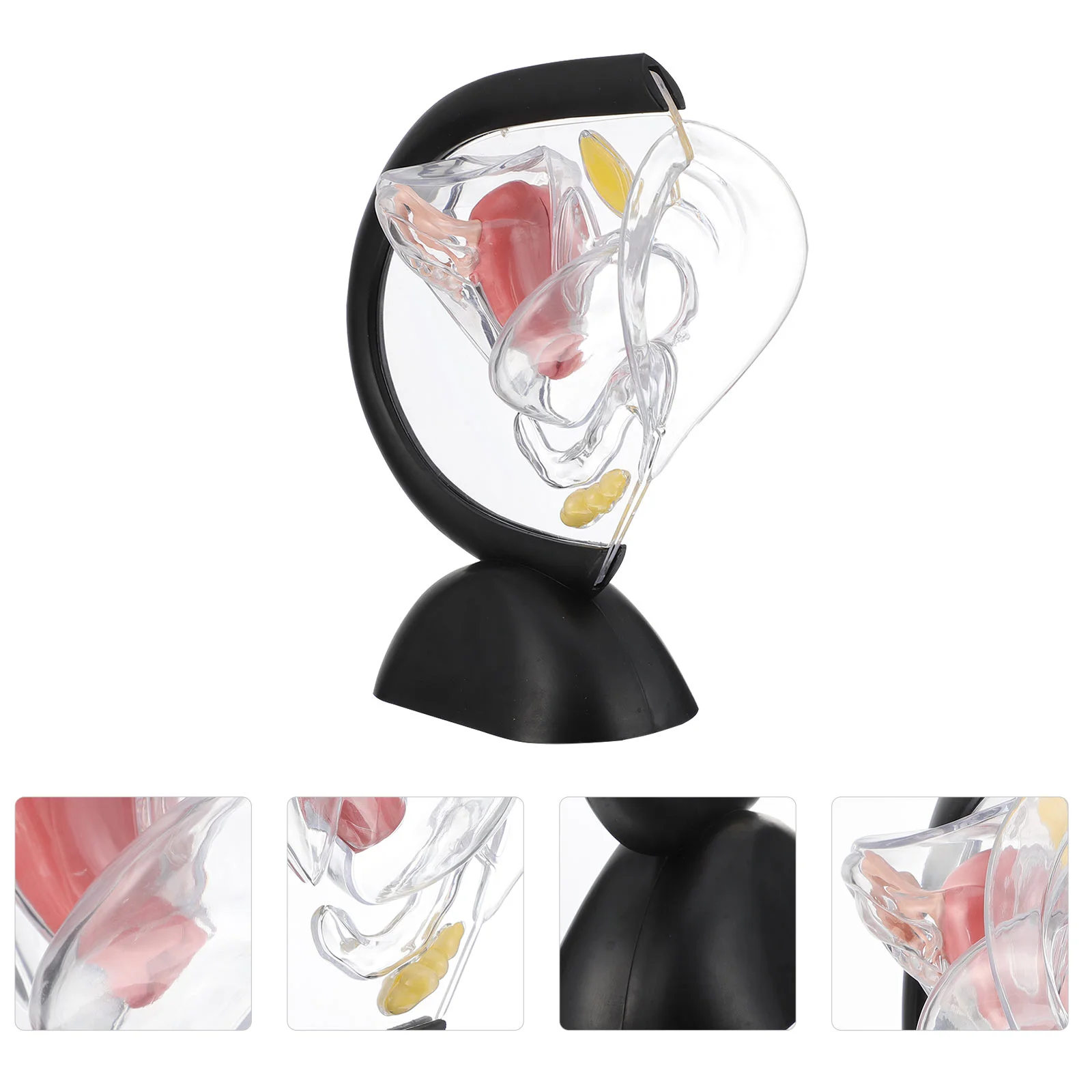 

Transparent Uterus Model Anatomy Women Organ Structure Female Reproductive Care Medical Tools Training Pvc Research Models