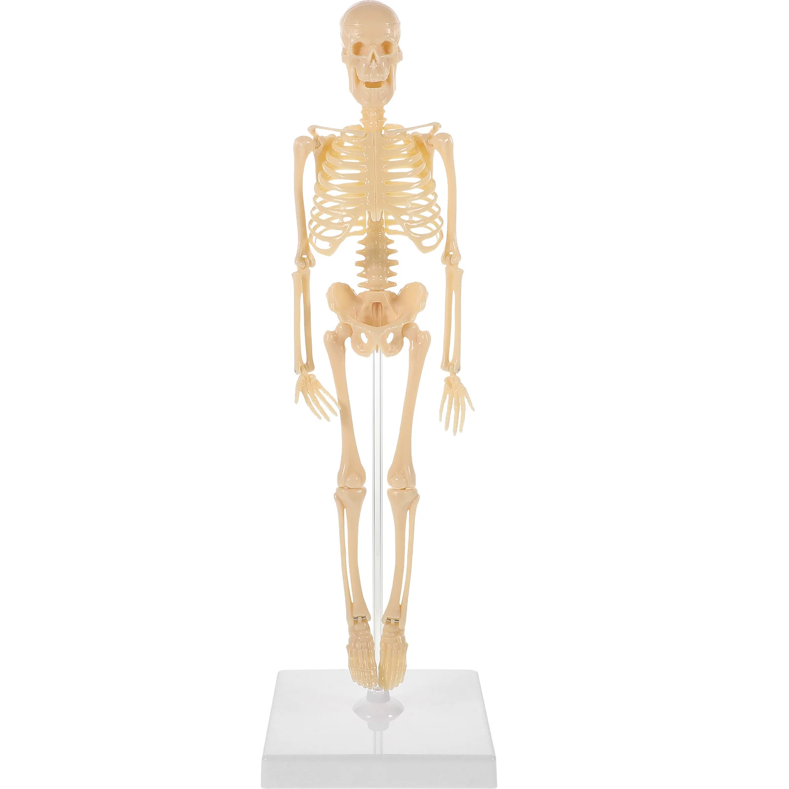 

Human Model Human Anatomical Anatomy Model With Stand Removable Arms And Legs Scientific Model For Display Study