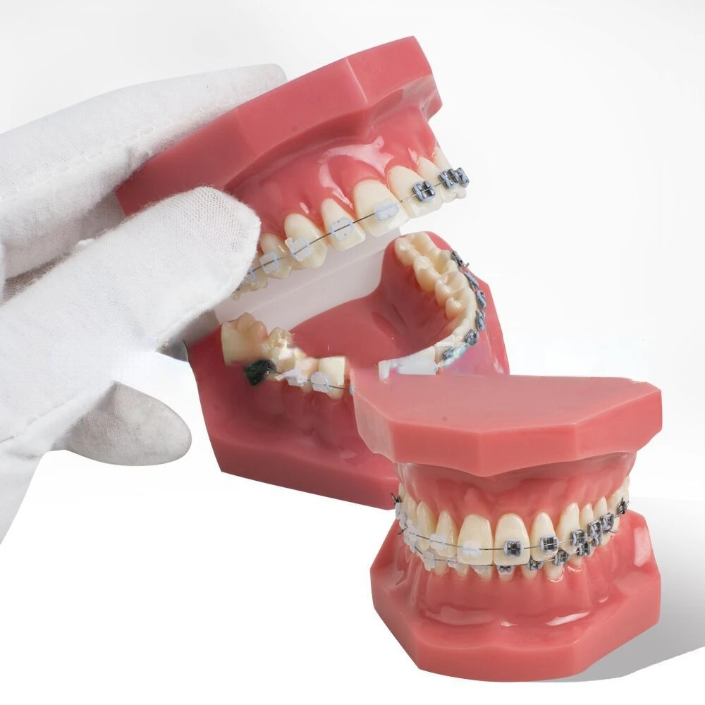 Рисунок 4 - Модель для обучения зубам