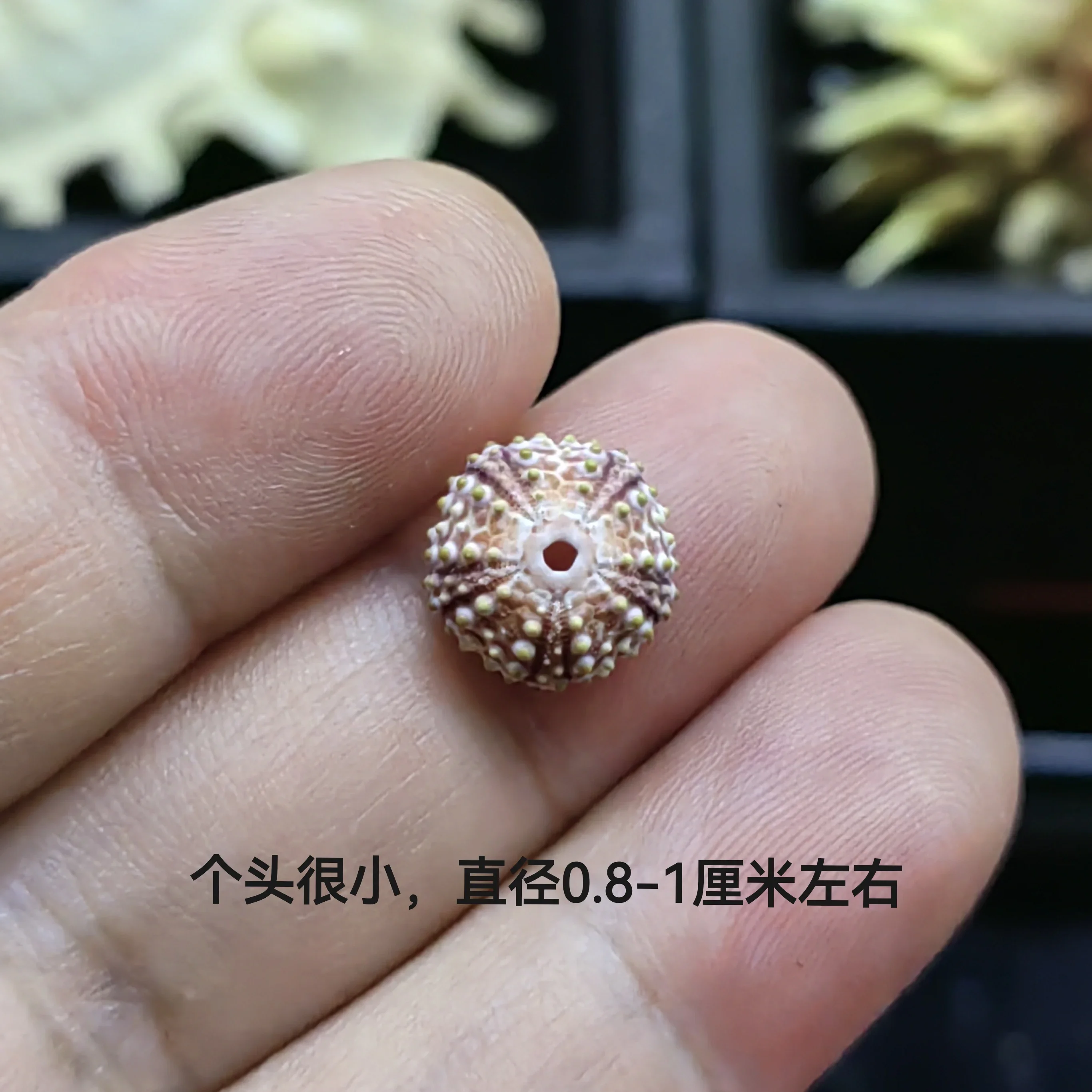 Натуральный греческий морской Морец образец украшение для дома ракушка аквариум