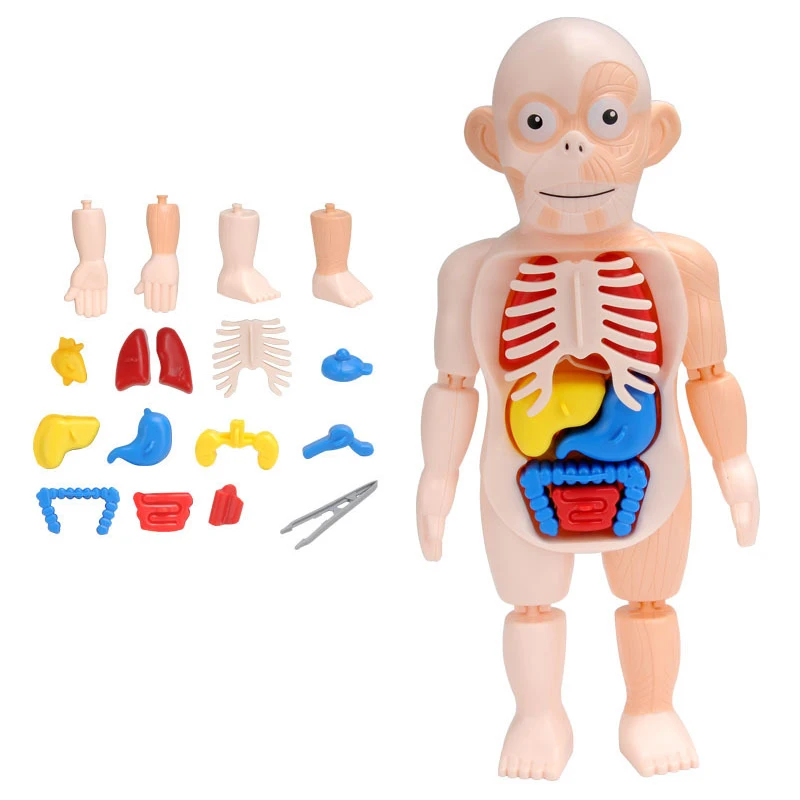 

3D Human Body w/ Organs Anatomy Educational DIY Toys Demonstration Tools Teaching Scary Game For Children