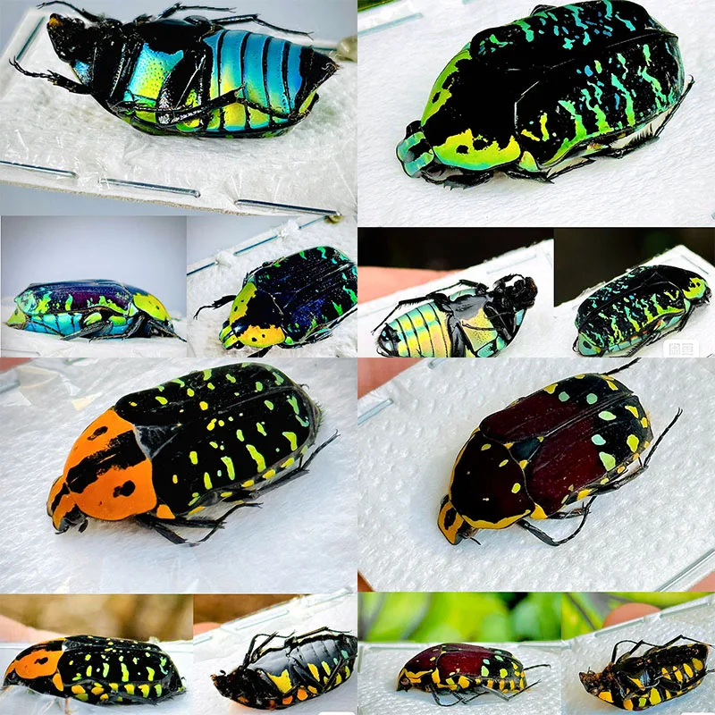 

Exquisite Madagascar Flower Insect Specimens, Golden Tortoise, Suitable for Insect Hobby, Science and Education Collection