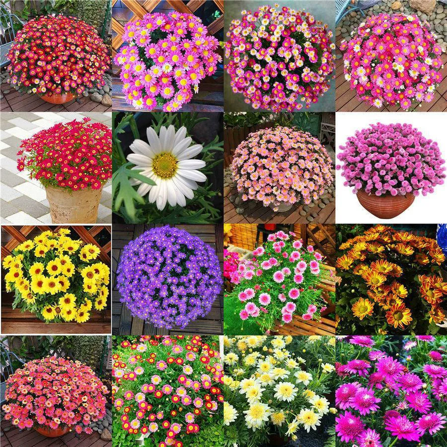 

Multiple Flower Decorative Home Fragrance Products