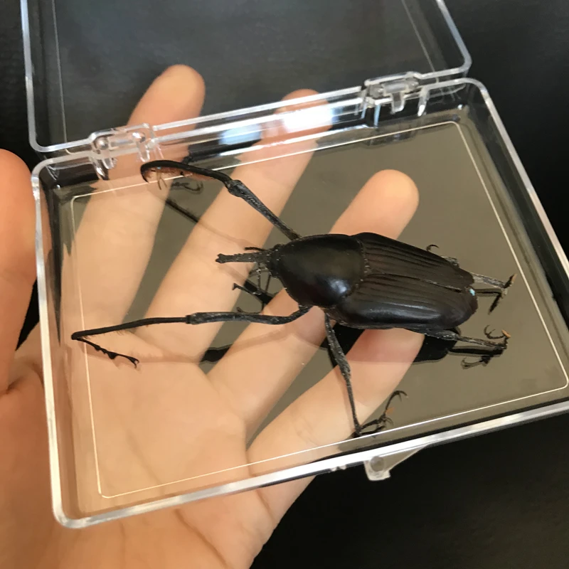 Настоящее насекомое образец Cyrtotrachelus buqueti Ган школьные Обучающие учебные пособия