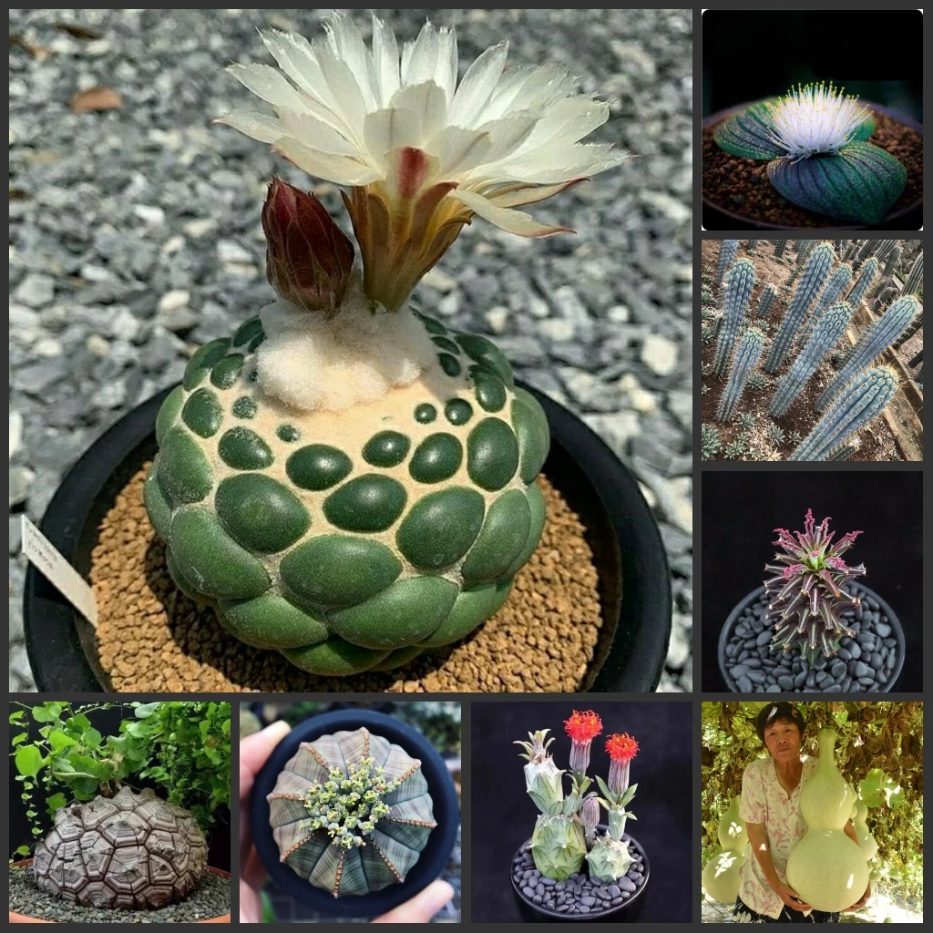 

Greenovia/Гвоздика/Утренняя Слава/Tacca/Dioscorea/gymnocalydium/Crassula umbella - Semillas