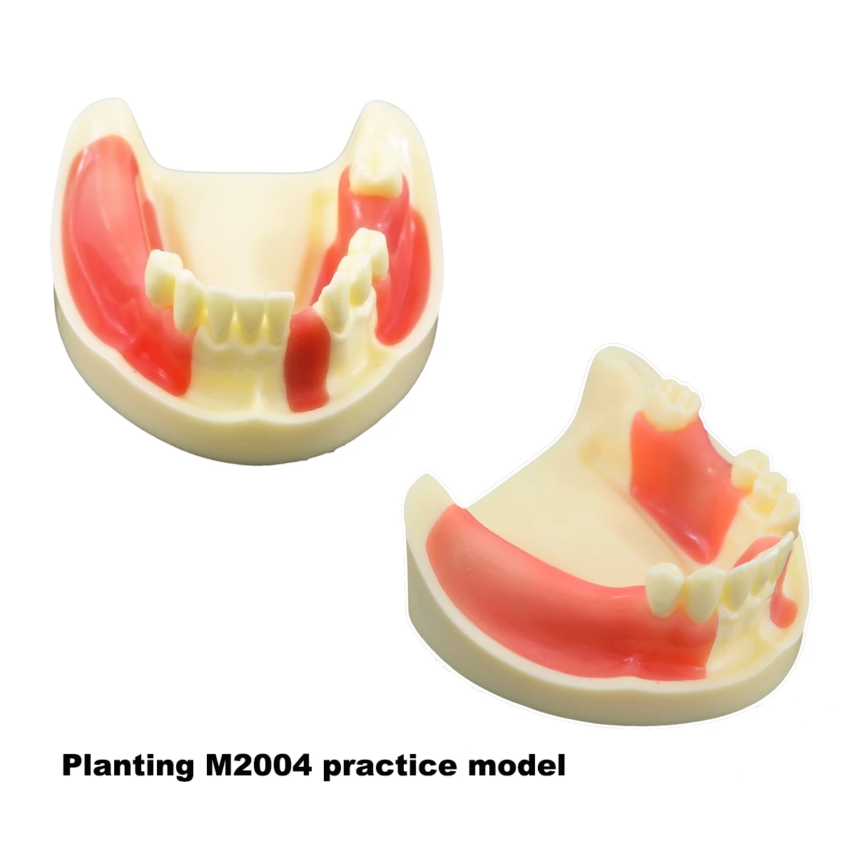 

Lower Jaw Model Dental Gingiva With Missing Dental Teaching Model M2004