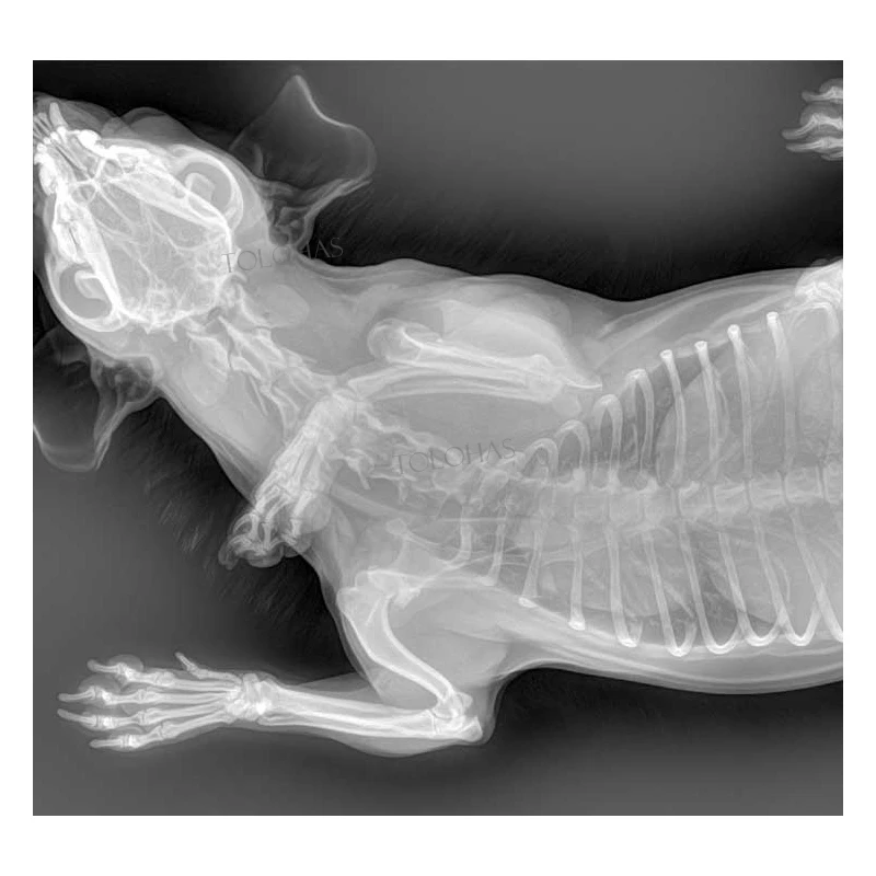 LHWRV80B Ветеринарная цифровая радиологическая система изображений ферма лошадь
