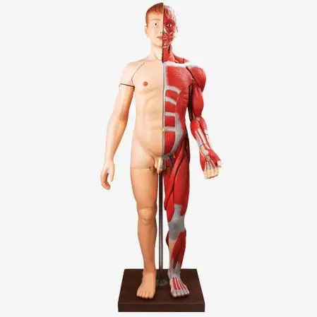 

170cm human body muscles with internal organs muscle anatomical model