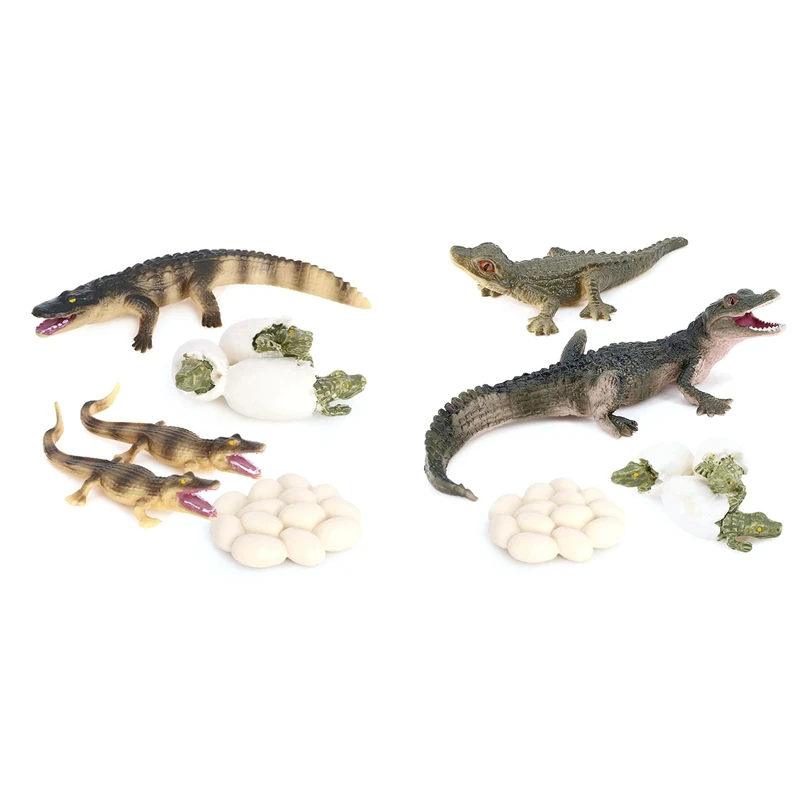 

Моделирование «Аллигатор», модель для роста животных, жизненный цикл, Детское обучение для дошкольного возраста, Когнитивное искусство