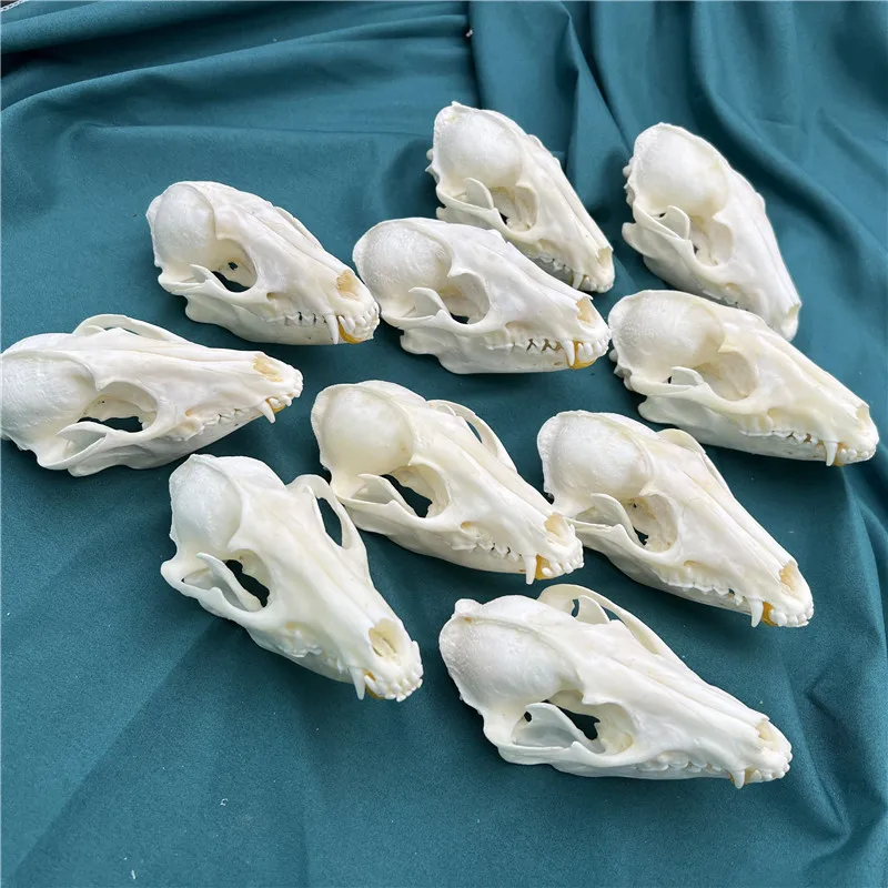 

5pcs,10pcs Real Vulpes Red Fox, Silver Raccoon, Cross Raccoon Skull Taxidermy bone skeleton Christmas Decoration Home Decor