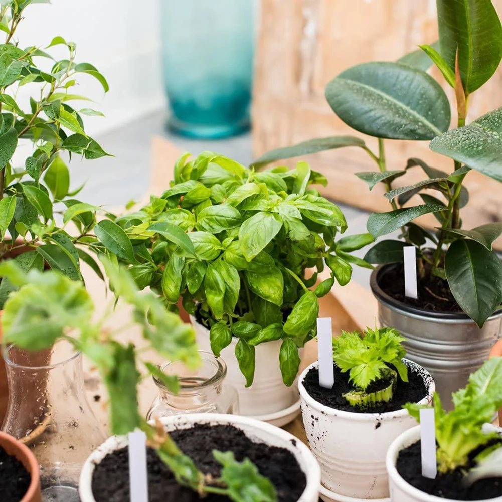 

Name Plant Label Herbs Labeling Labels Marker Nursery Plant Plastic Small Supplies Tags 5*1cm Waterproof Garden