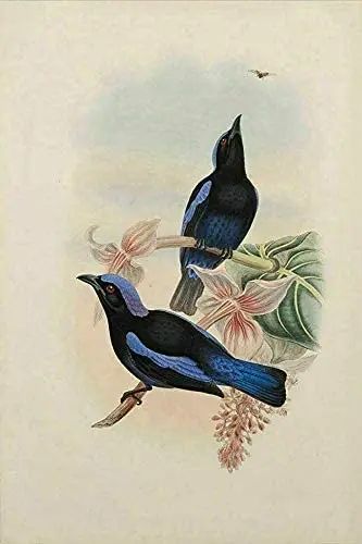 

Vintage Bird Animal Wall Print Poster Tin Sign
