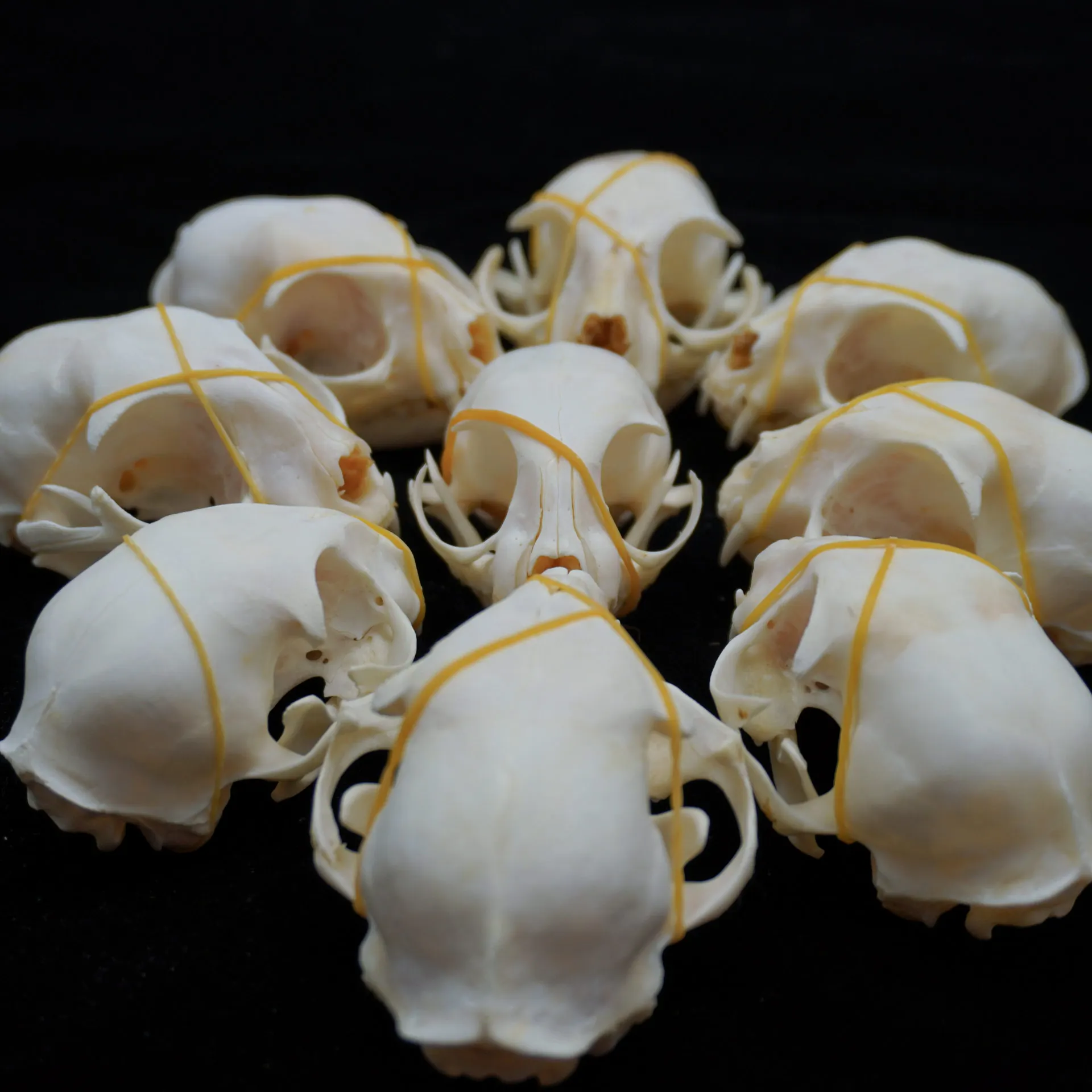 

10PCS Real Cat Skulls Animal Specimen Collection Research Display Decoration