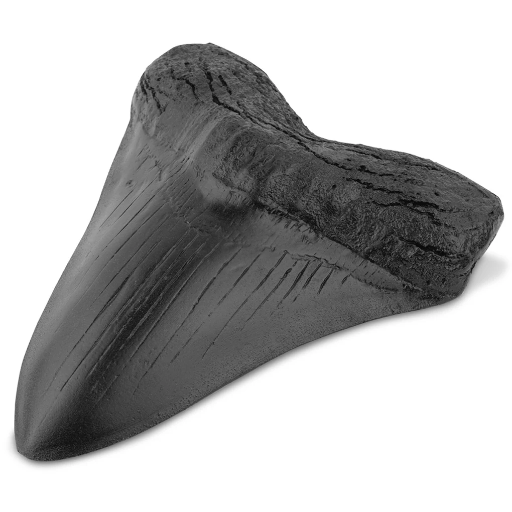 

Зубы акулы, реалистичные в форме, Обучающие реквизиты, Megalodon Tooth Black