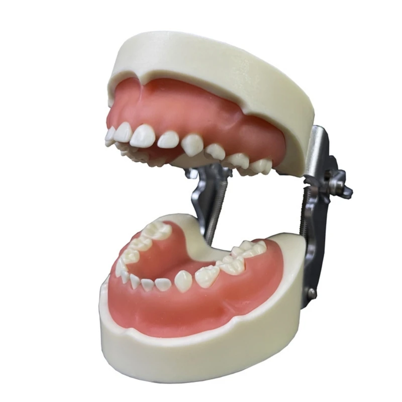 

Typodont Demonstration Denture Model Kids Teeth Model for Study,Clean Display